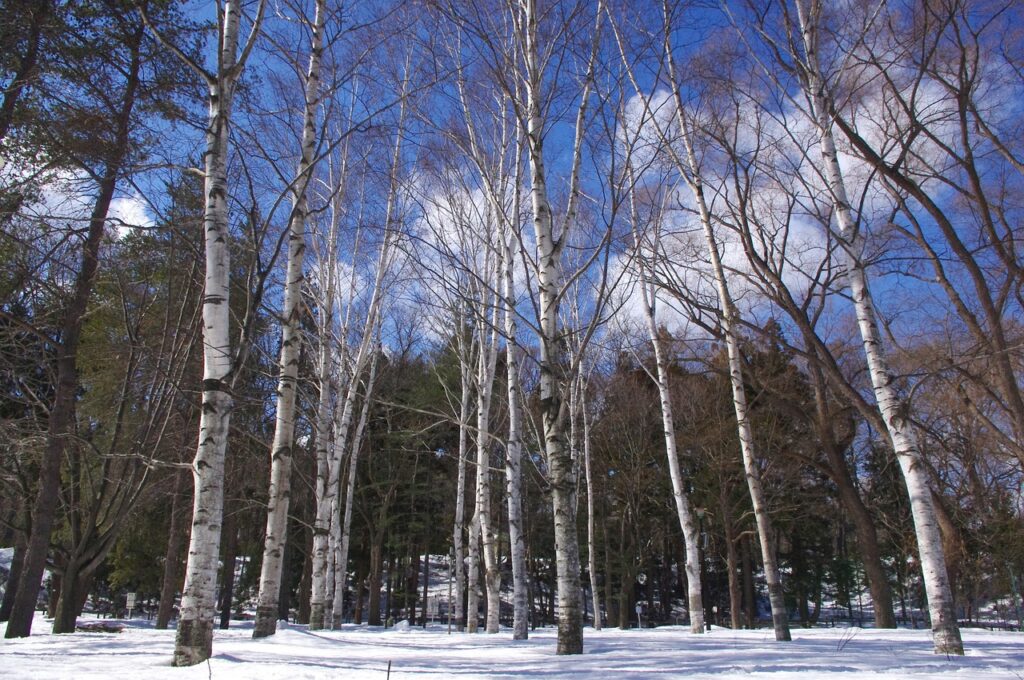 눈이 내린 자작나무 숲