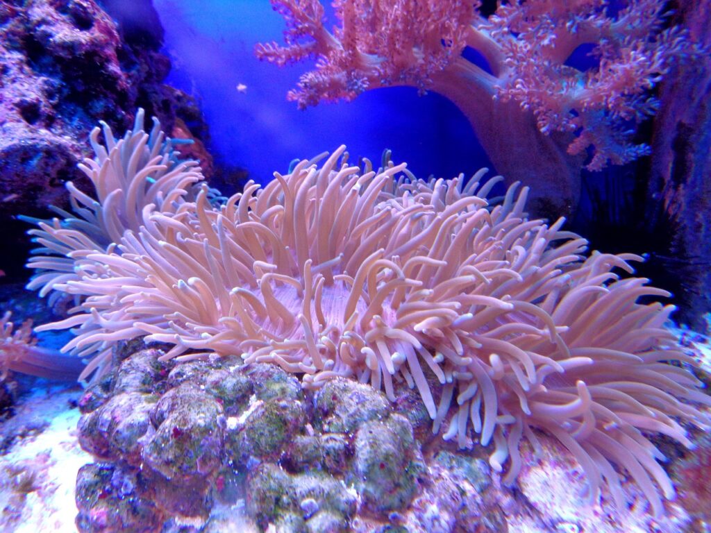 산호초